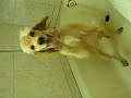 Cachorro Dançando Creu! Cachorro Dançando Creu!