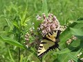 Tiger swallowtail