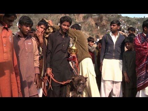 باكستان: مباريات مصارعة الكلاب شعبية ولكن غير شرعية