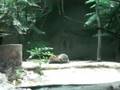videos de El baile de la nutria
