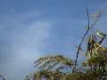 videos de (#110) AERO CHRISTMAS BULBS (BF)