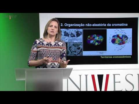 Células e Tecidos - aula 8 - Núcleo - alguns aspectos funcionais