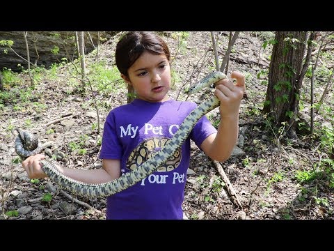 YouTube reptile video