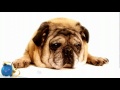 I favorited a YouTube video -- The 12 Dogs of Christmas - Singing Live from the North Pole http://youtu.be/aGUJ6Uhp9RE?a
