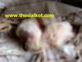 Sialkoti Pigeons