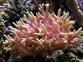 Seriatopora histrix