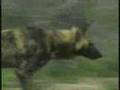 African Wild Dogs Pt 1