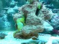 Meu aqua, cavalo marinho  Setembro 