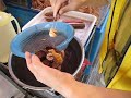 How to open fresh Uni(sea urchin/sea hedgehog How to open fresh Uni(sea urchin/sea hedgehog