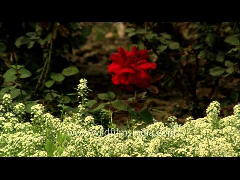 how to grow john f kennedy roses