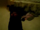 mallik obeys (: