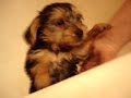 awwwwww. oppie got his first bath. I LOVE HIM. [&& douglas]