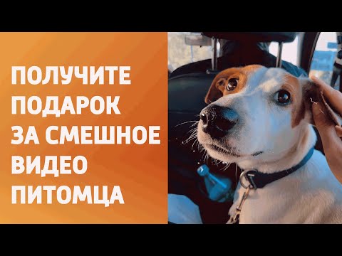 ТРК "Беларусь 4" Гомель" запусцілі чэлендж пацешных відэа з гадаванцамі видео