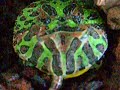 Rana Pacman (CERATOPHRYS ORNATA) mangia Caimano