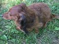 Brownie does a trick!