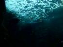 Acuarium