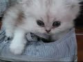 Frigga, a gatinha Frigga, a gatinha