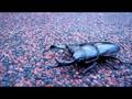 (NV100HD) Earwig!!