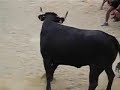 مهرجان ثيران في الماء من اسبانيا