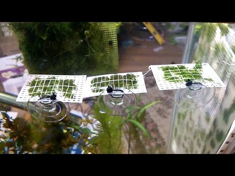 how to grow aquarium moss fast