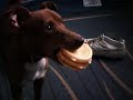 Dangerous dog toy