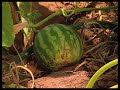 How To Build A Home Garden In A Small Space
