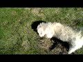 Maltichon