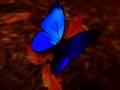 Iridescence Anisotropic Morpho Butterfly!