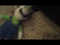 Luigi and Donkykong Highjack a Car