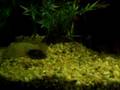 100 gal female tank