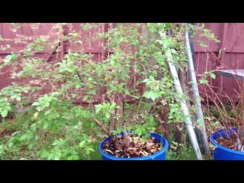 how to grow blueberries in houston tx