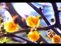 Flight of the Bumblebee (en el chaco paraguayo) Flight of the Bumblebee (en el chaco paraguayo)
