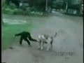 monkey ownes dog monkey ownes dog
