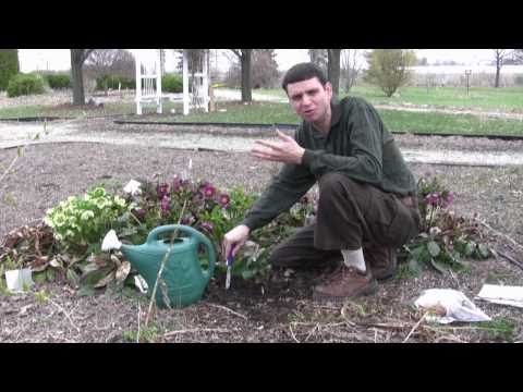 how to fertilize lily of the valley
