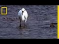Octopus vs. Bird