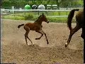 Horse Crash