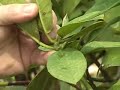 Deadheading Rhododendrons (Part 2 of 2)