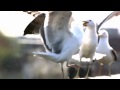 Seagull fight Seagull fight