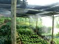 Irrigação em Estufa Produzida pela Fiori Estufas Empreendimentos
www.fioriestufas.com