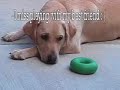 Cute Dog Video from DIY Puppy Training Cute Dog Video from DIY Puppy Training