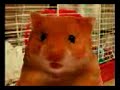 B�la, a besz�l� h�ri