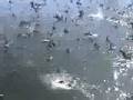 Pelican feeding Frenzy