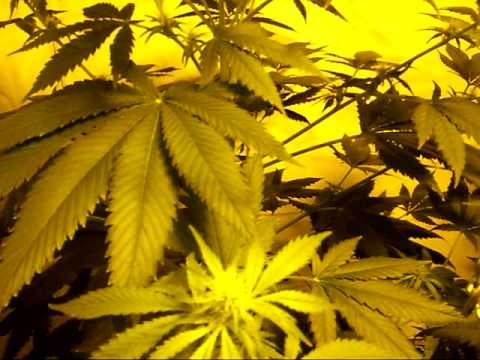 how to build a cge grow room