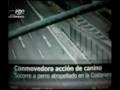 1_ciine_salvator.flv