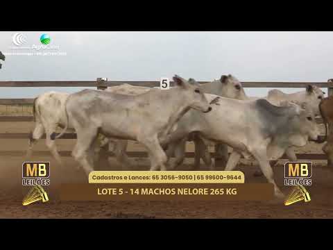 514� LEIL�O VIRTUAL MB LEIL�ES