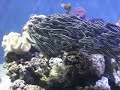 fishies