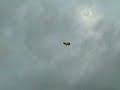 Lightflite RC Bug