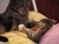 R.I.P. My LoverBoy - Feline Leukemia Virus flv Cat Kitten