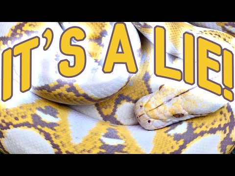 YouTube reptile video