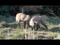 dagboek van manenwolf-puppies - diary of baby maned wolves